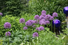 Mai       6325.webp