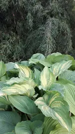 20250519_191047.webp