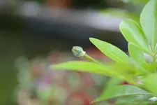 Choisya ternata.webp
