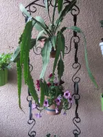 IMG_2521.webp