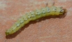 Raupe.jpg