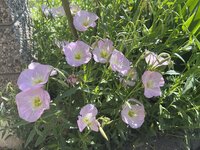 IMG_8620.jpeg