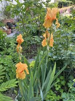 IMG_8623.jpeg