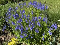 IMG_8624.jpeg
