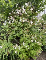 IMG_8639.jpeg