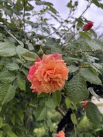 IMG_5353.jpeg