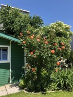 IMG_0500.jpeg