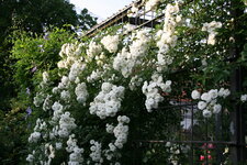 Rose Meidiland Alba0118.JPG