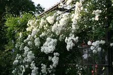 Rose Meidiland Alba0118.webp