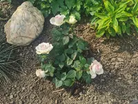 IMG_20250520_154414.webp