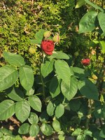 IMG_20250520_154750.jpg