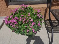 IMG_20250520_120727.jpg