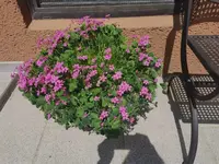 IMG_20250520_120727.webp