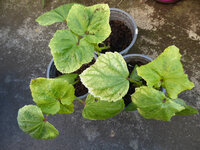 Okras.JPG