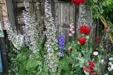 Muskatellersalbei 0621.webp
