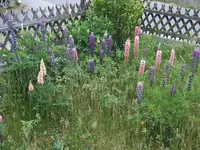 Wildwiese (3).webp