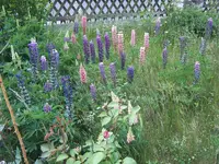 Wildwiese (4).webp