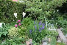 Mai       6725.webp