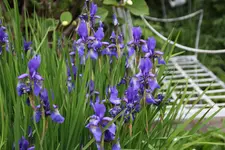 Mai       6825.webp