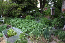 Gemüsegarten 1025.JPG