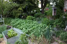 Gemüsegarten 1025.webp