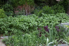 Gemüsegarten 1125.JPG
