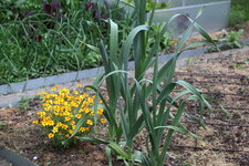 Elefantenknoblauch 0125.JPG