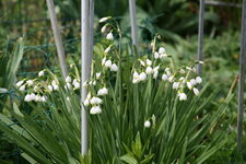 Leucojum0117.JPG