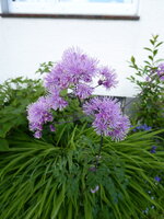 P1070950Wiesenraute.JPG