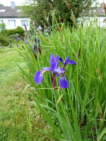 P1080011Iris am Teich.JPG