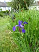 P1080011Iris am Teich.webp