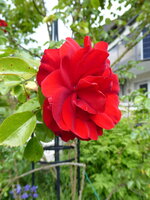 P1080012Amadeus.JPG