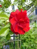P1080012Amadeus.webp