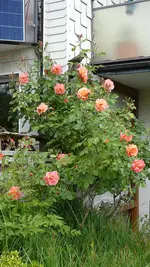 P1080013Westerland.webp