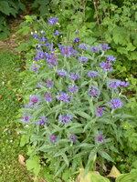 P1080015Flockenblume.JPG