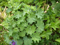 P1080018Frauenmantel nach Regen.JPG