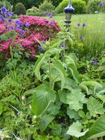 P1080019Brandkraut.JPG