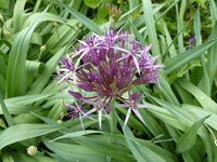 P1080020Zierlauch.JPG