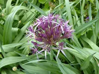 P1080020Zierlauch.webp