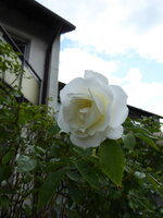 P1080021Schneewittchen.JPG