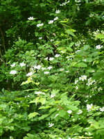 P1070955Schneeball.JPG