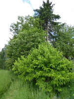 P1070959Sieben-Söhne-des-Himmels.JPG