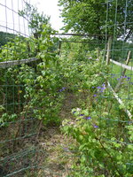 P1070961Himbeerhecke.JPG
