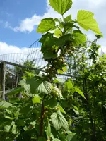 P1070963schwarze Johannisbeere.webp