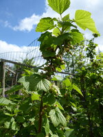 P1070963schwarze Johannisbeere.JPG