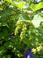 P1070964rote Johannisbeere.JPG