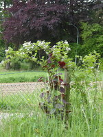 P1070968Brombeere.JPG