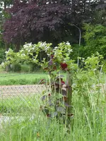 P1070968Brombeere.webp