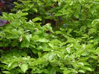 P1070970Quitte.webp