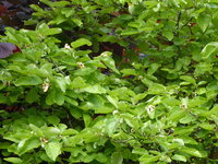 P1070970Quitte.JPG